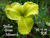 Yellow Green Monarch